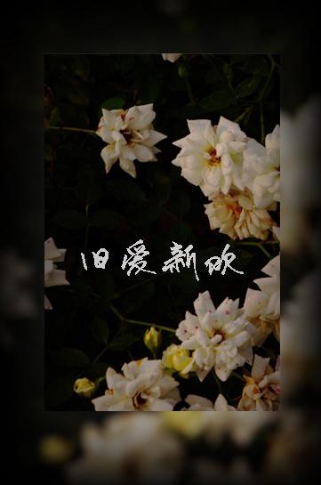 旧爱新欢电影在线观看